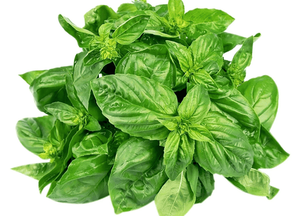 ريحان أخضر خشن