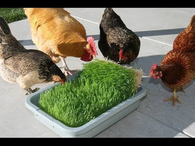 The colorful bird grass