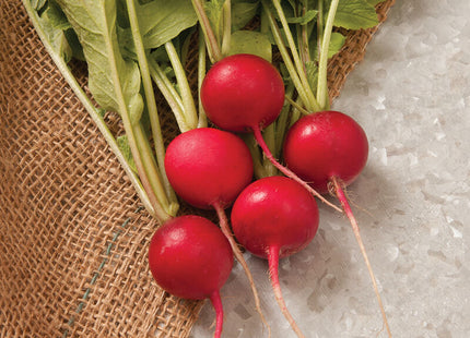 Radish Sora