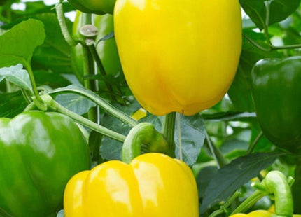 Fiesta Sweet Pepper