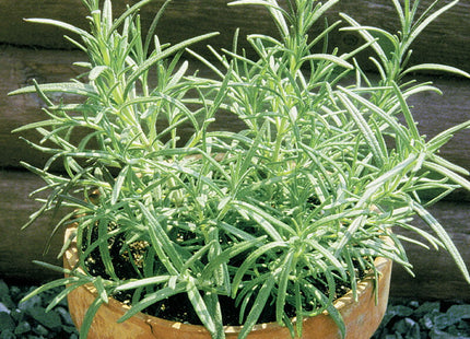 روزماري معدة