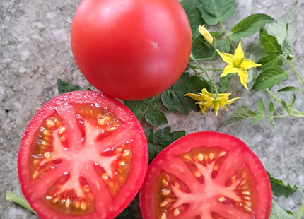 Hoffmann's Rentita tomatos