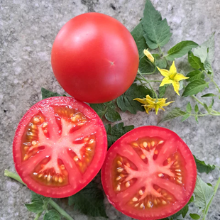 Hoffmann's Rentita tomatos