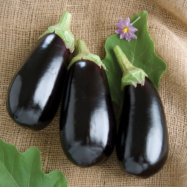 باذنجان نادية