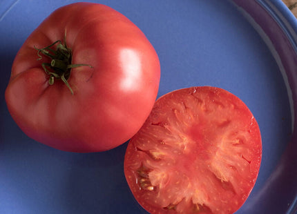 BRANDYWINE TOMATO