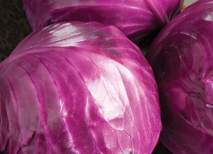 RUBY PERFECTION CABBAGE