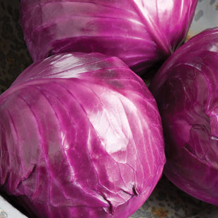 RUBY PERFECTION CABBAGE