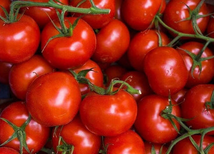 طماطم هارز فاير