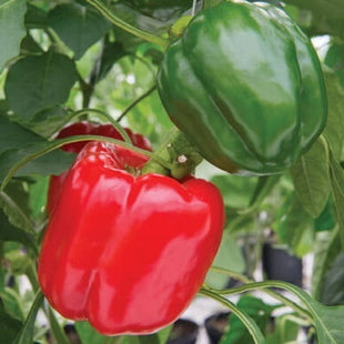 SPRINTER RED PEPPER