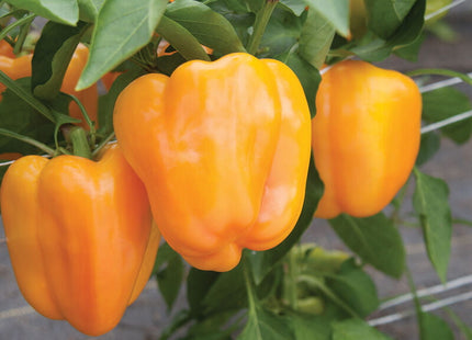 FLAVORBURST BELL PEPPER