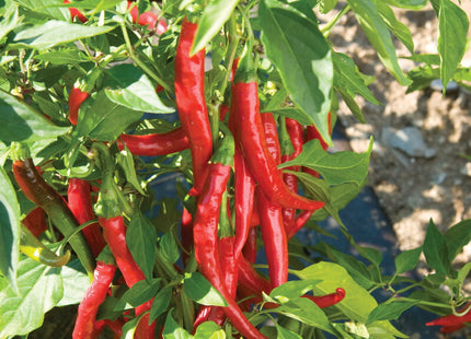 Red Flame Organic (F1)