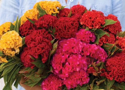 Celosia CHIEF MIX