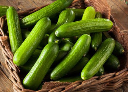 BEIT ALPHA CUCMBER