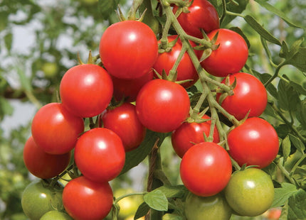 SAKURA CHERRY TOMATO