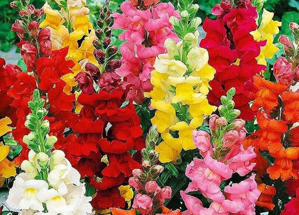 SNAPDRAGON MIX FLOWERS