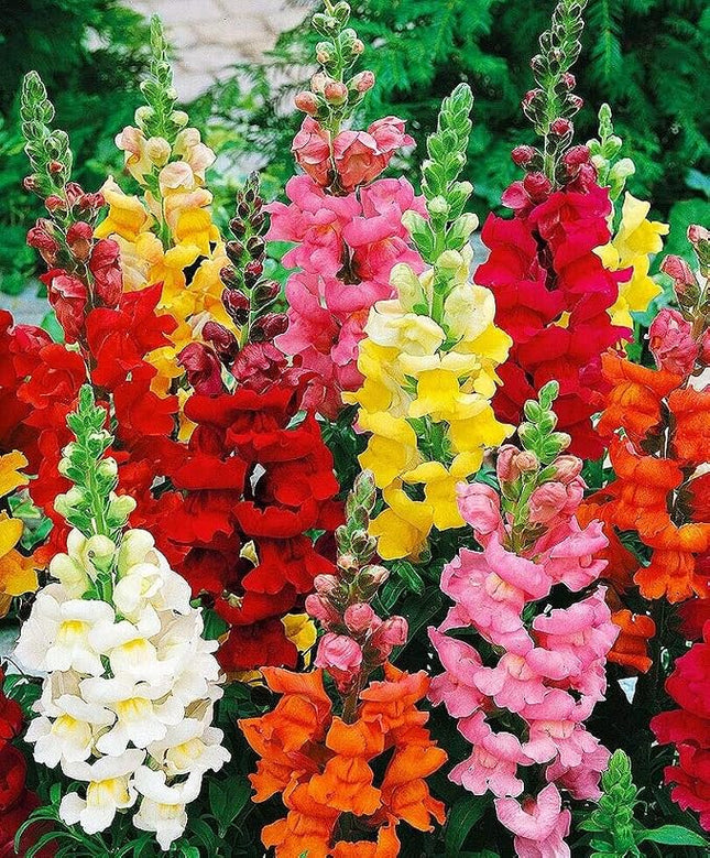SNAPDRAGON MIX FLOWERS