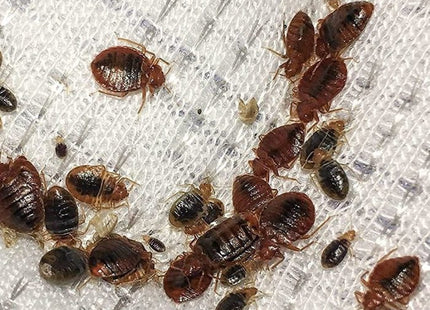 Pilarking 70% WP Bed Bugs Powder 100g