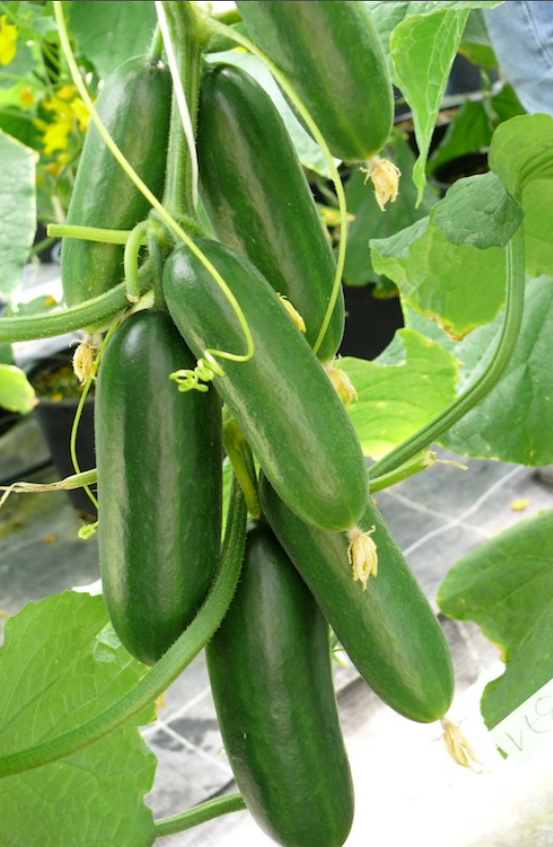 little baby cucumber F1