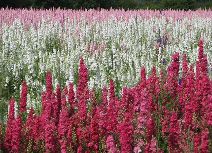 RED STOCK FLOWERS UAE