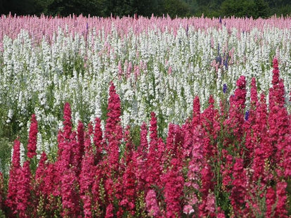 RED STOCK FLOWERS UAE
