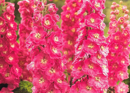 RED STOCK FLOWERS UAE