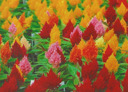 CELOSIA PLUMOSA MIX