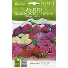 ASTER REINE ASTRO NANO DA BORDURA IN MIX