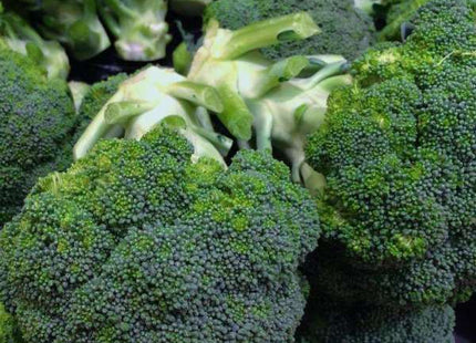 HORTUS BROCOLO CALABRESE