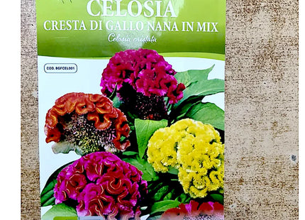 COCKSCOMB CELOSIA CRESTA DI GALLO NANAN IN MIX