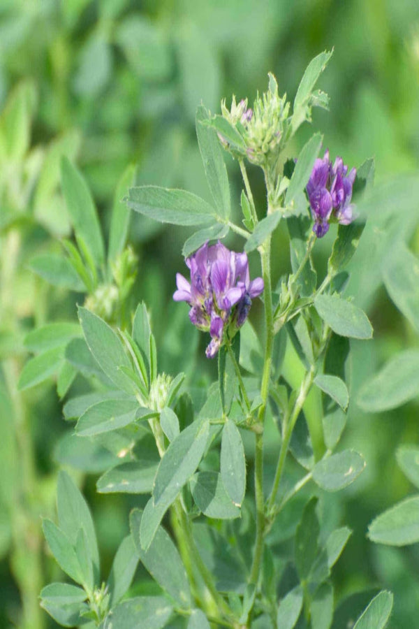 Purple flowers on a green plant with a blurred green background