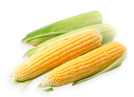 AGRIMAX HOBBY SWEET YELLOW CORN
