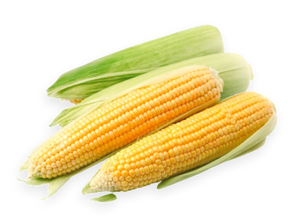 AGRIMAX HOBBY SWEET YELLOW CORN