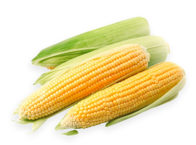 AGRIMAX HOBBY SWEET YELLOW CORN