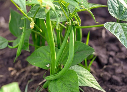 AGRIMAX BEAN 1 KG
