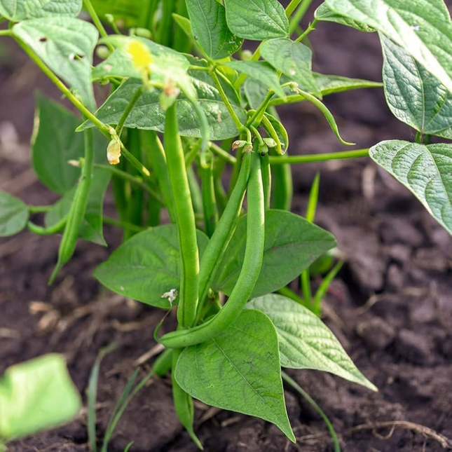 AGRIMAX BEAN 1 KG