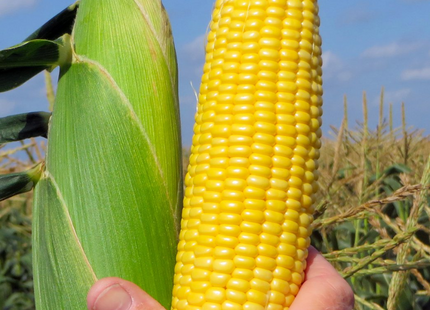 SWEET CORN MAIS DOLCE