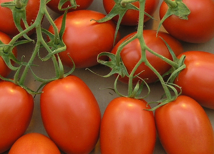 طماطم رومانية من AGRIMAX