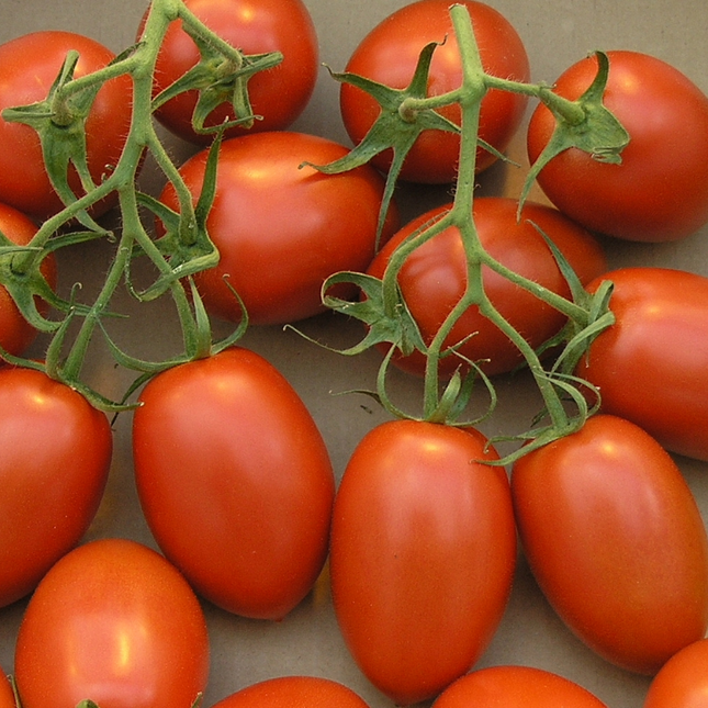 طماطم رومانية من AGRIMAX