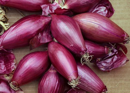 ONION OIGNON CIPOLLA ROSSA LUNGA