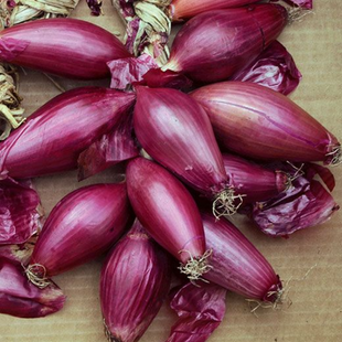 ONION OIGNON CIPOLLA ROSSA LUNGA
