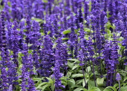SALVIA PURPLE MIX FLOWER  UAE