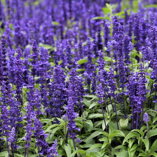 SALVIA PURPLE MIX FLOWER  UAE
