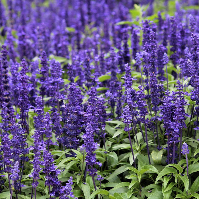 SALVIA PURPLE MIX FLOWER  UAE