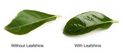 Leafshine (Smithers Oasis-Malaysia) (750ml)