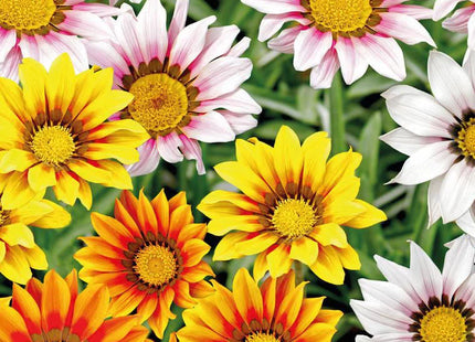 GAZANIA GAZANIE GAZANIA IN MIX