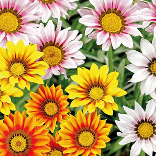 GAZANIA GAZANIE GAZANIA IN MIX
