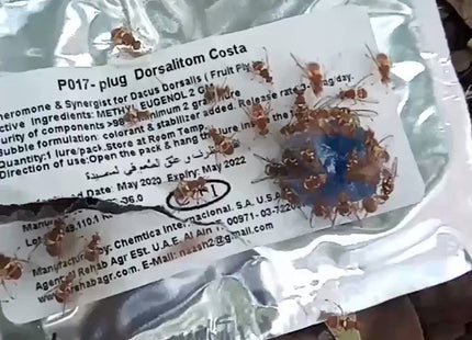 DORSALITOM COSTA