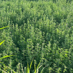 Collection image for: Herbs