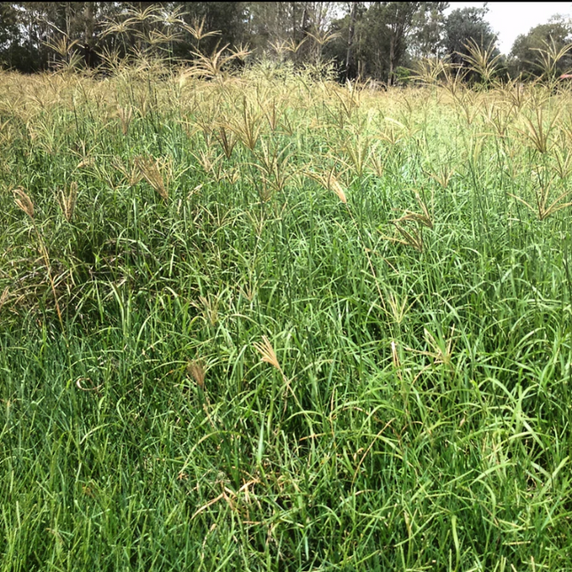 KATAMBORA RHODES GRASS SEED 1 KG