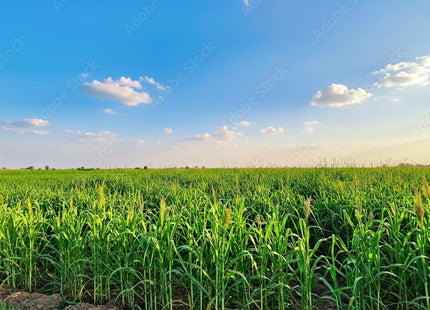 الدخن ( MILLET)